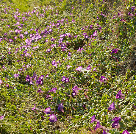 V8W29  Mallow-Leaved Bindweed, Crete, Greece