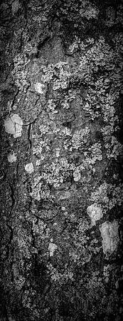 V15DM5  Sycamore Tree Bark