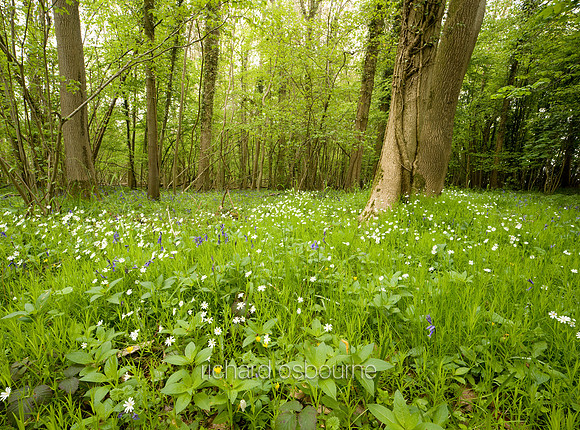 V4W13 Greater Stitchwort, Lower Wood Ashwellthorpe