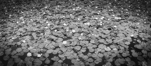 P5BW2  White Waterlilies, Silent Valley, County Down, Northern Ireland