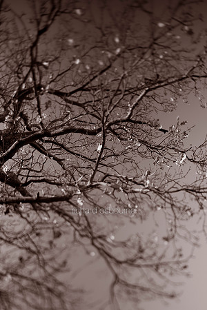V4BW12  Oak Tree, Late Autumn, Norfolk, UK