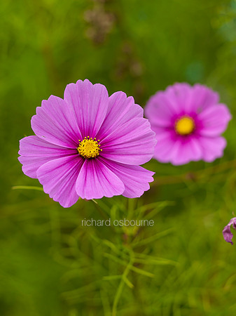 V8FL6  Pink Cosmos Flowers