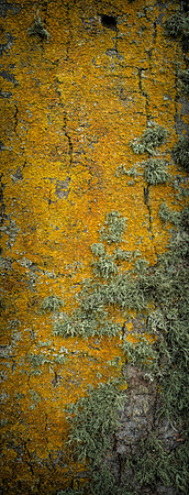 V15T7  Sycamore Tree Bark