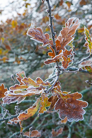 V8D39  Frosty Oak Leaves