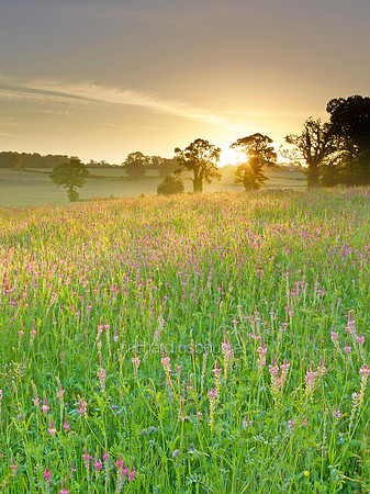 V8W35  Field of Sainfoin Wildflowers, Caistor, Norfolk, UK