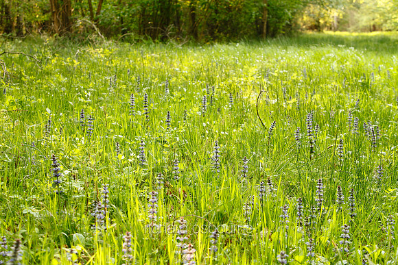 V5W7  Bugle Wildflowers, NWT Foxley Wood, Norfolk, UK