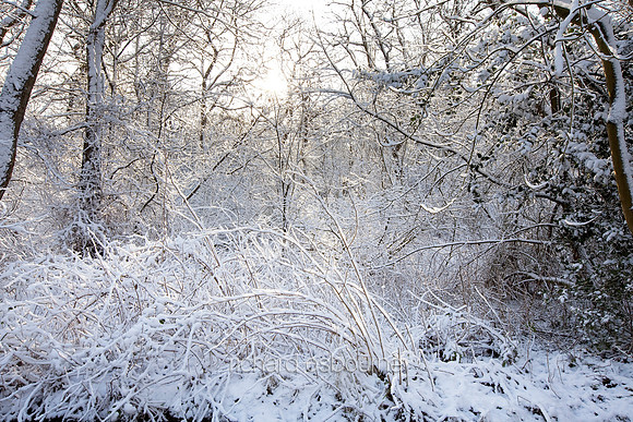 Winter, Upton Broad and Marshes, Norfolk, UK