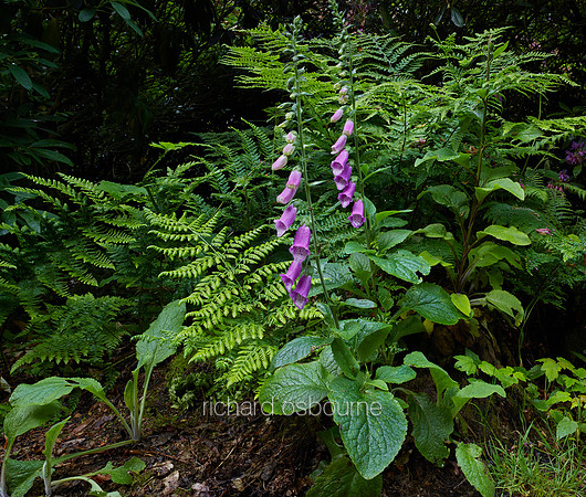 V8W32  Foxgloves, Norfolk, UK
