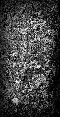 V15DM1  Sycamore Tree Bark