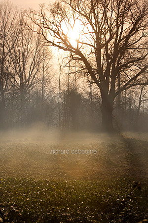 L1MT12 Dawn Woods