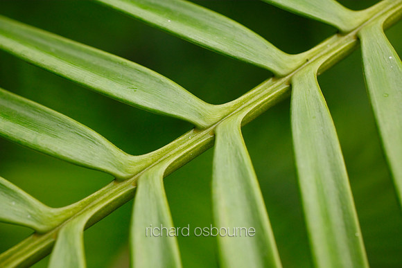 V5D34  Lepidozamia hopei