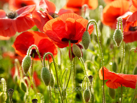 V8W47  Poppies, Norfolk, UK