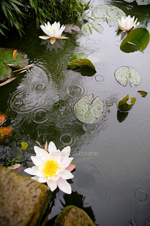 L1G16 Pond and Lilies