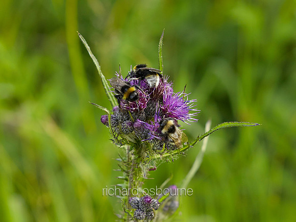 Bees on Thistles, NWT Foxley Wood, Norfolk, UK