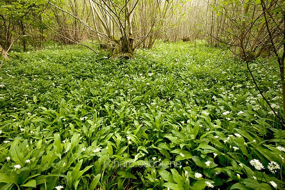 V3W26 Ramsons I