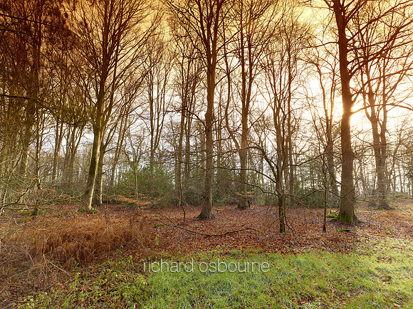V8N6  NWT Bretts Wood, Norfolk, UK