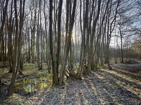 NWT Swangey Fen, Norfolk, UK