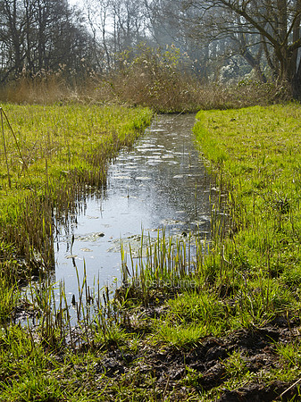 Spring, NWT Upton Broad and Marshes, Norfolk Broads, UK