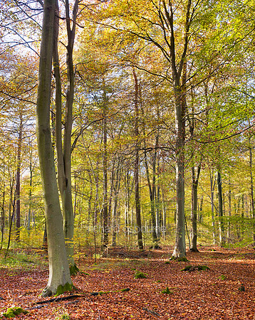 V7F48  Autumn, Thetford Forest, Norfolk, UK
