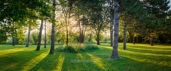 P5F39  Corsican Pines At Dawn