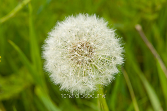 V4W14 Dandelion Clock