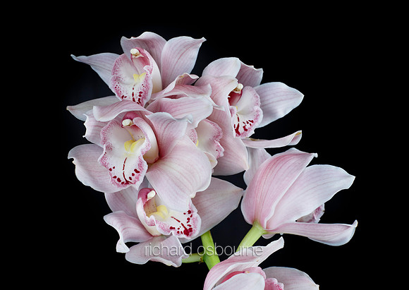 V8FL18  Orchids