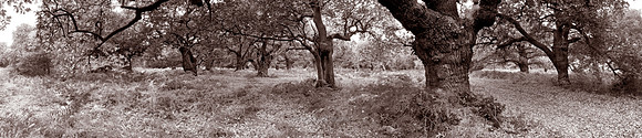 P2F10  Staverton Thicks, Suffolk, UK