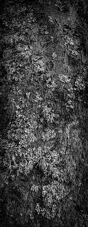 V15DM2  Sycamore Tree Bark