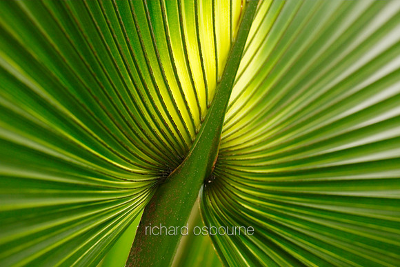 V5D26  Bush Palmetto Sabal Minor