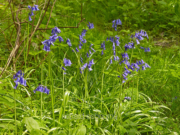 V8W3  Bluebells, NWT Wayland Wood, Norfolk, UK