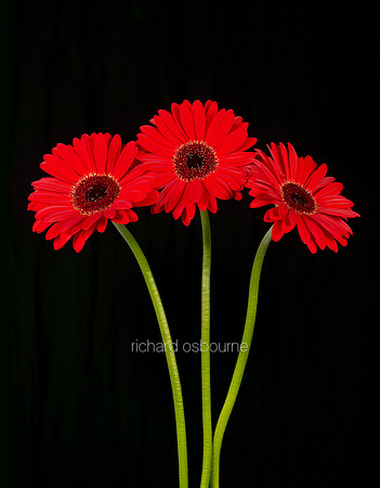 V8FL9  Red Gerbera