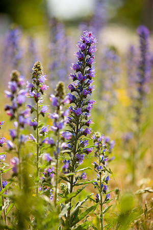 V5W20  Viper's Bugloss, Norfolk, UK