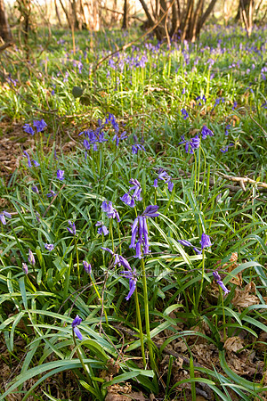 L1L25 Bluebells, Foxley Wood