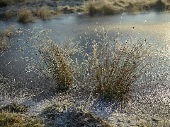 NWT New Buckenham Common, Norfolk, UK