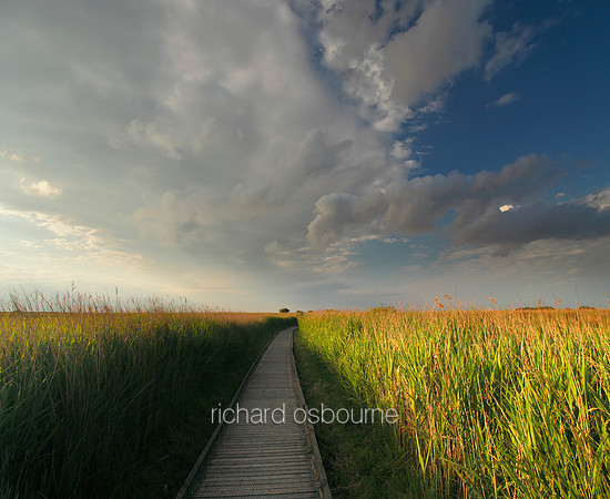 V5N29  NWT Cley Marshes, Norfolk, UK