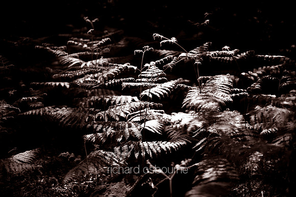 V4BW14  Bracken, Staverton Thicks, Suffolk, UK