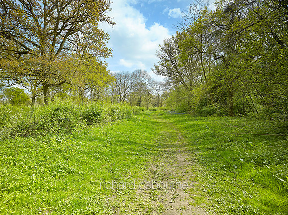 NWT Wayland Wood, Norfolk, UK