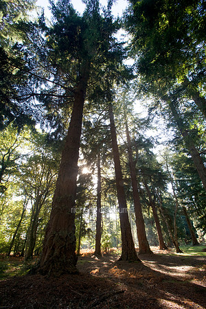V2MT21 Douglas Fir I