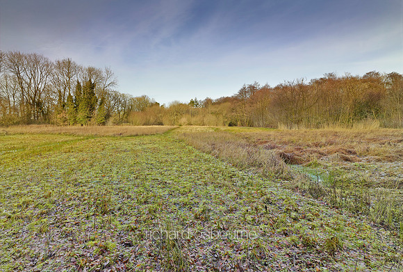 V8N31  NWT Lolly Moor, Norfolk, UK