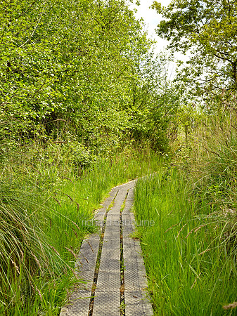 NWT Alderfen Broad, Norfolk, UK