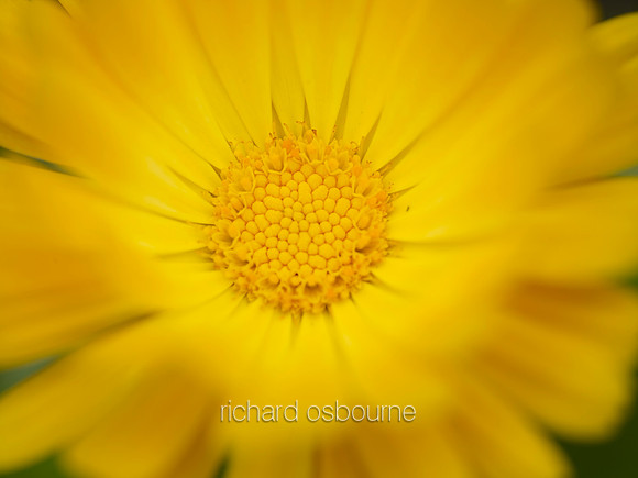 V8FL22  English Marigold