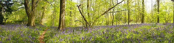 P2F3 Thursford Wood V, Norfolk