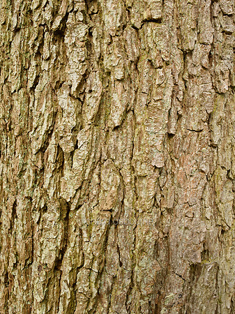 V8BG24  Oak Bark