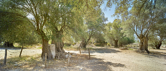 P3F39  Ancient Olive Trees, Gortys, Crete, Greece