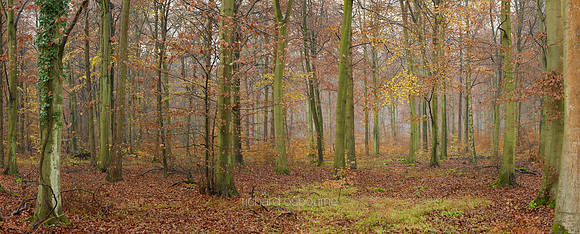 P3F52  Thetford Forest, Norfolk, UK