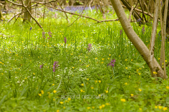 V4N29 Spring, Lower Wood Ashwellthorpe