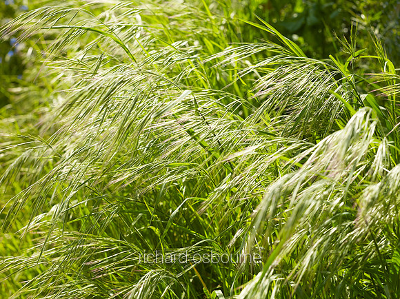 V8D9  Grasses, Norfolk, UK