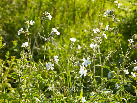 V8W39  White Campion, Norfolk, UK