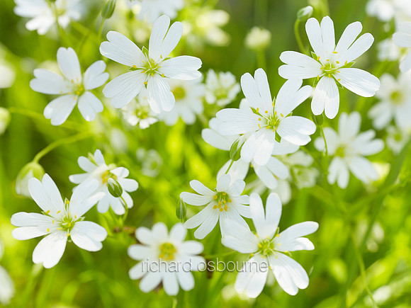 V8W24  Greater Stitchwort, NWT Alderfen Broad, Norfolk, UK