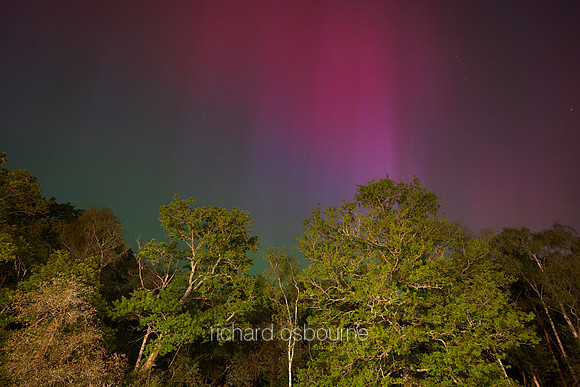 V19S1  Aurora Borealis Over The New Forest, 10th May 2024